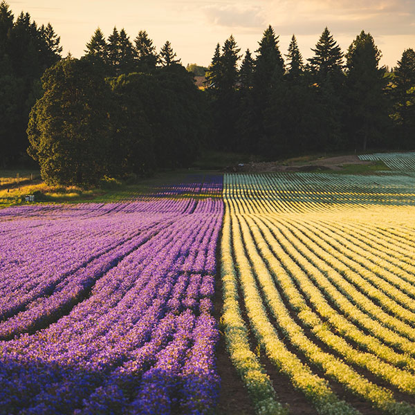 600lavender 600lavender